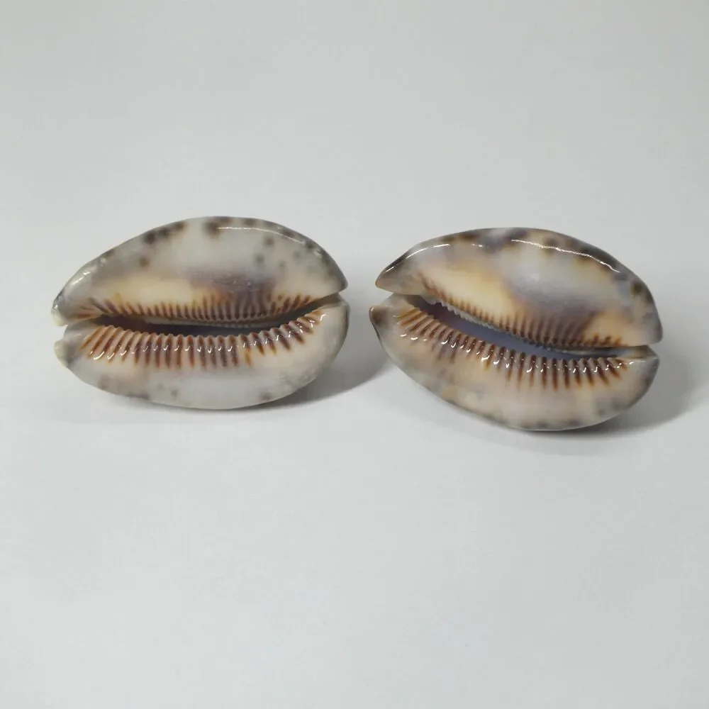 2 Mauritia Maculifera Blotched Cowry Shells Spotted 2.5